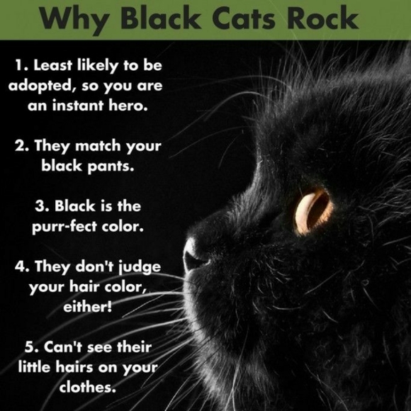 Please Be Kind To Homeless Animals - Picture 3 of 7